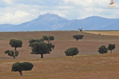 Dehesa con la Sierra de Francia al fondo (Salamanca)