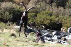 Machos de Cabra montés peleando/ Wild Goat males fighting.