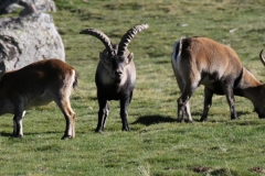 Cabras montesas/ Wild goats.