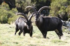Machos Cabra montés/ Wild Goat males (Capra pyrenaica)