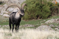 Macho de Cabra Montés/ Wild Goat male (Capra pyrenaica)