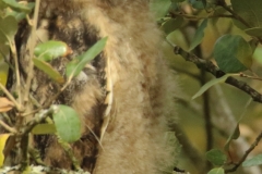 Búho chico (Asio otus) / Long-eared owl