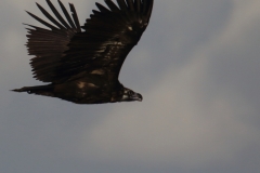 Buitre negro (Aegypius monachus) /Black vulture