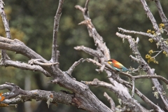 Abejaruco común / Common Bee-eater (Merops apiaster)
