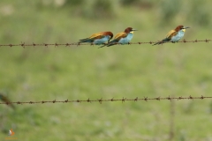 Abejarucos comunes/ Common Bee-eater (Merops apiaster)