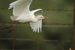 Garcilla bueyera / Cattle Egret (Bubulcus ibis)