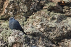 Roquero solitario / Blue Rock Thrush / (Monticola solitarius)