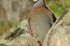 Perdiz roja/ Red-legged partridge (Alectoris rufa)