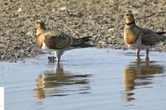 Gangas ibéricas / Pin-tailed sandgrouse ( Pterocles  alchata)