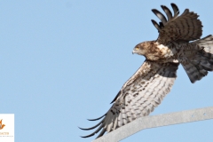 Águila culebrera / Short Toed Eagle (Circaetus gallicus)