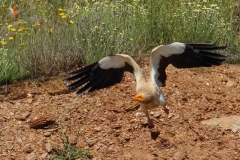 Alimoche / Egyptian vulture (Neophron percnopterus)
