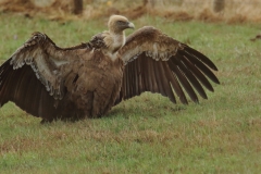 Buitre leonado/ Griffon vulture (Gyps fulvus)