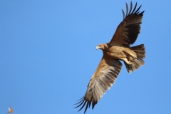 Águila imperial ibérica / Spanish Imperial Eagle (Aquila adalberti)