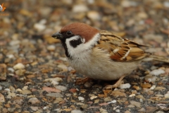Gorrión molinero/  Eurasian tree sparrow (Passer montanus)