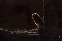 Mochuelo / Little Owl (Athene noctua)