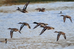 Aves acuáticas / Aquatic birds