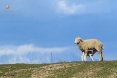 Oveja con cordero mamando / Sheep with lamb