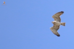 Águila culebrera (Circaetus gallicus) / Short Toed Eagle