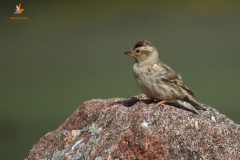 Gorrión chillón (Petronia petronia) / Rock sparrow