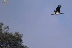 Cigüeña negra (Ciconia nigra) / Black stork