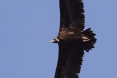 Buitre negro/Black Vulture (Aegypius monachus)