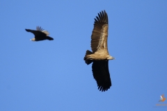 Buitre leonado/Griffon Vulture (Gyps fulvus)