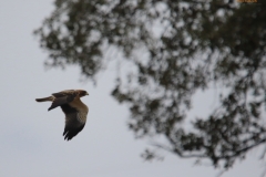 Águila calzada / Booted Eagle (Hieraaetus pennatus)