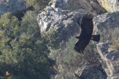 Águila Imperial Ibérica/Spanish Imperial Eagle (Aquila adalberti)