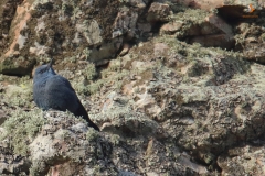 Roquero solitario / Blue Rock Thrush (Monticola solitarius)