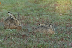 Liebre ibérica /Iberian Hare (Lepus granatensis)