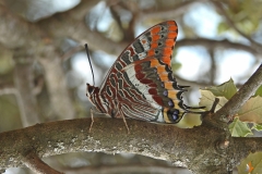 Mariposa del Madroño (Charaxes jasius)