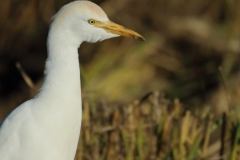 Garcilla bueyera/ Cattle egret (Bubulcus ibis)