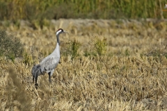 Grulla común / Common Crane (Grus grus)