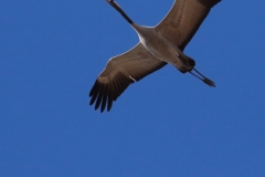 Grulla / Common Crane (Grus grus)