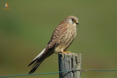 Cernícalo primilla (Falco naumanni)/Lesser kestrel