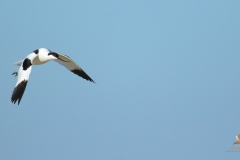 Avoceta común (Recurvirostra avosetta) /Pied avocet
