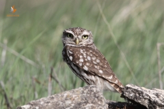 Mochuelo europeo (Athene noctua) / Little Owl