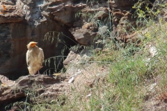 Alimoche (Neophron percnopterus) / Egyptian vulture
