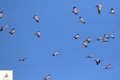 Grullas comunes (Grus grus)/Common cranes