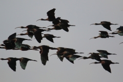 Morito (Plegadis falcinellus) / Glossy ibis