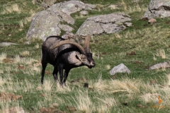 Cabra montés macho / Wild Goat male (Capra pyrenaica)