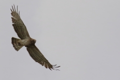 Águila culebrera (Circaetus gallicus) /Short -toed eagle