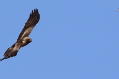 Águila calzada (Hieraaetus pennatus) / Booted eagle