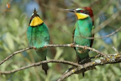 Abejaruco europeo (Merops apiaster)/ Bee-eater