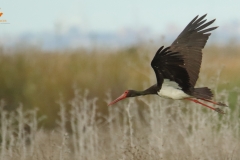 Cigüeña negra (Ciconia nigra) / Black stork