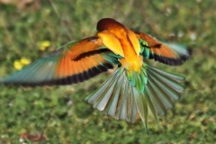 Abejaruco común (Merops apiaster)/ European Bee-eater