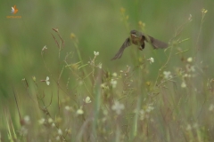 Curruca carrasqueña (Sylvia cantillans)/Subalpine warbler