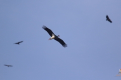 Cigüeña negra / Black stork (Ciconia nigra)
