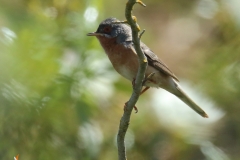 Macho de  curruca carrasqueña /  Subalpine warbler (Sylvia cantillans)