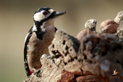 Pico picapinos / Great spotted woodpecker (Dendrocopos major)